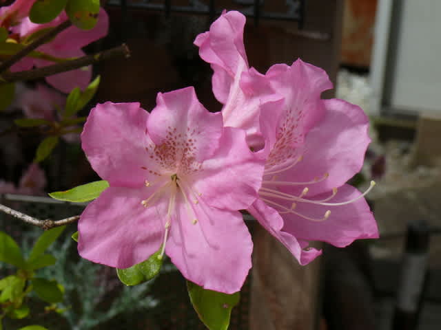 一関市我が家のツツジ その1 年 5 12 火 5 14 木 Peaの植物図鑑 一関市我が家のツツジ その1 年 5 12 火 5 14 木 Peaの植物図鑑