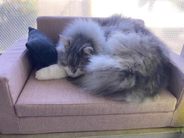 ネコ用ソファで寝るプル - ぽかぽか 畑いじり