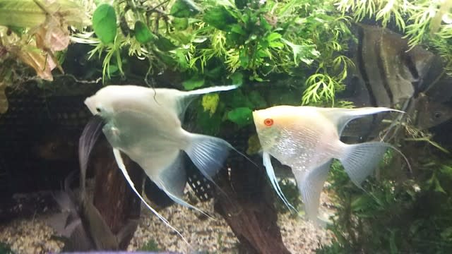 種類豊富な品揃え エンゼルフィッシュ 魚 熱帯魚 琥珀 ネックレス