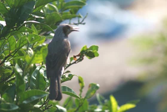 ヒヨドリ 朝の訪問者 - 花鳥風月・・・気ままな写真日記