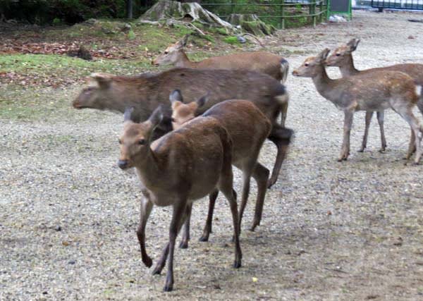 人気のない雨の日 大仏池に集まる鹿の群れ 7景 奈良 東大寺 乱鳥の書きなぐり