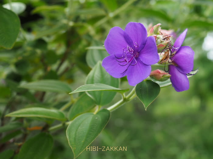 紫色がきれいな花 紫紺野牡丹 シコンオボタン が 咲いていました 日々雑感