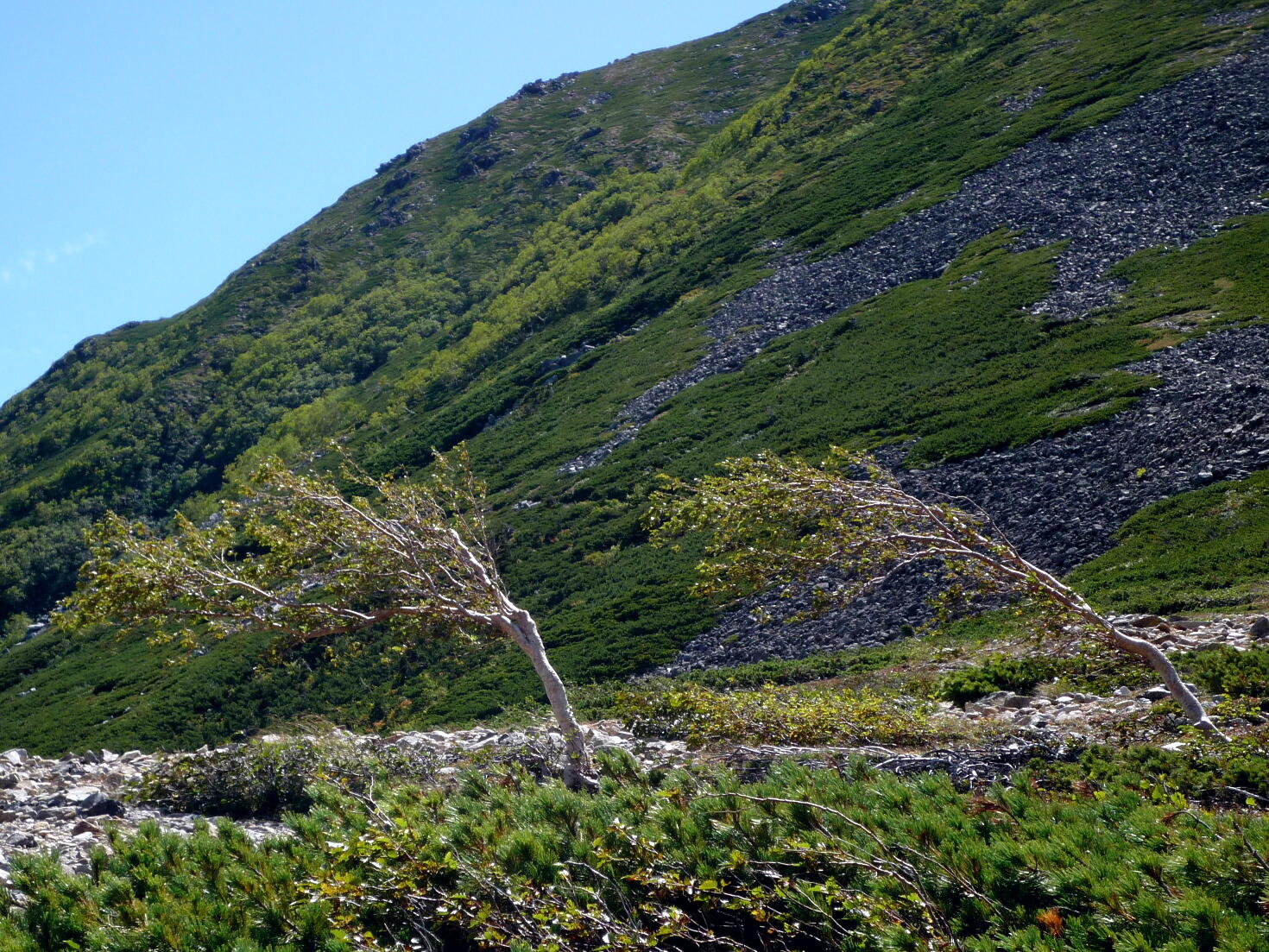 山で見たもの　その２の画像