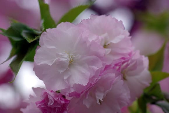 今が満開の八重咲きの桜