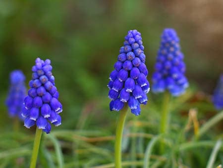 ムスリカ 気 楽 荘