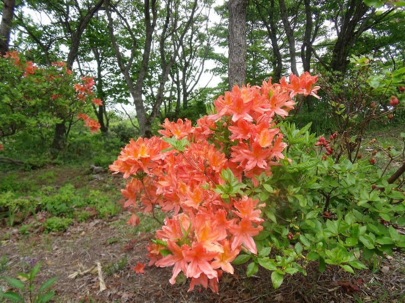 Dscf2798 Dscf2798