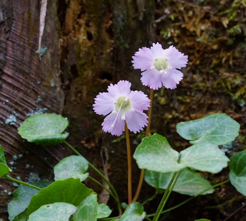 冨山のイワウチワ群生地を巡る その２ 舟戸群生地編 花の詩山の詩