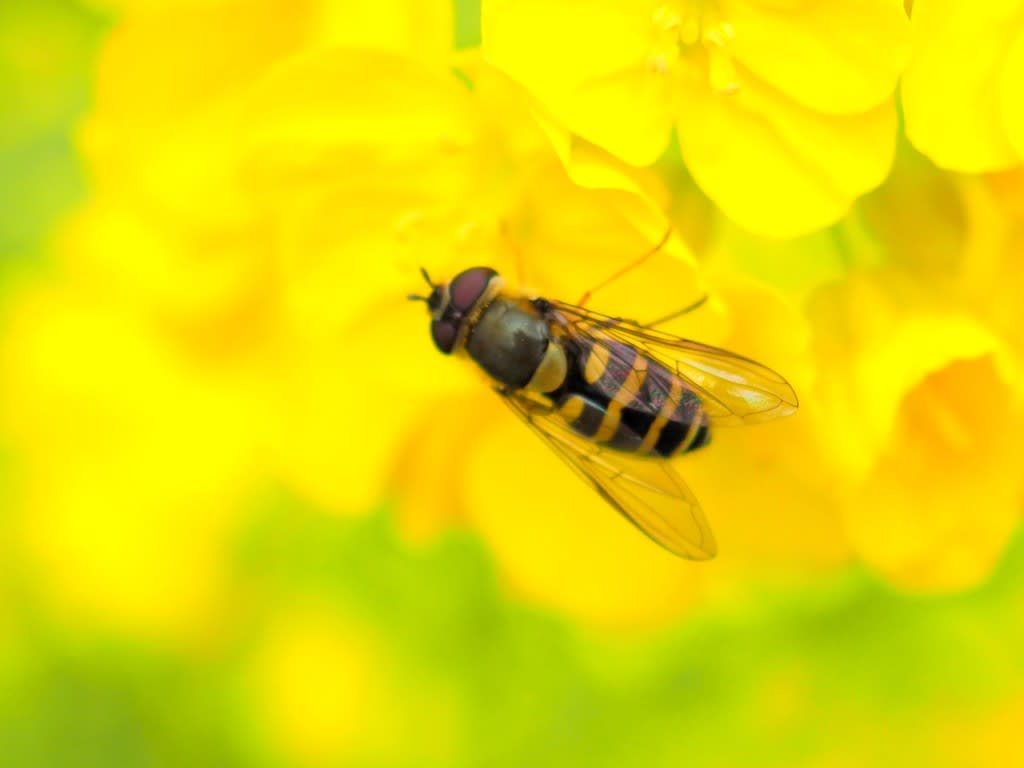 「植物と昆虫」のブログ記事一覧 多摩の鳥・花・虫と街の風景など