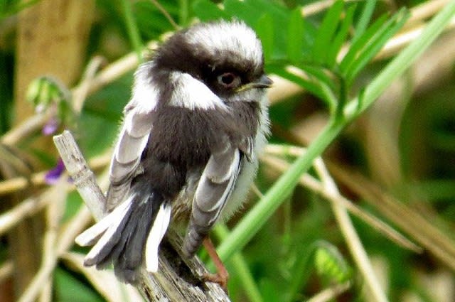 エナガの幼鳥 キビタキ お花大好き 野鳥大好き