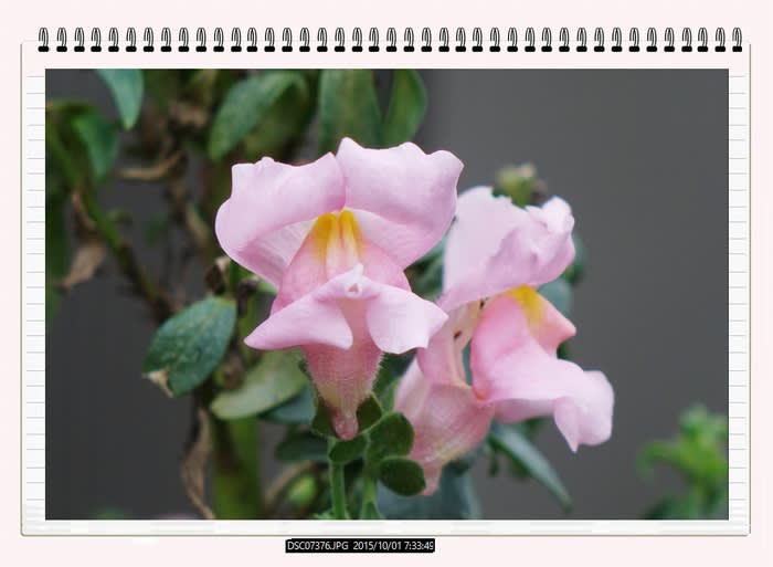 金魚草 庭の花 都内散歩 散歩と写真 金魚草 庭の花 都内散歩 散歩と写真