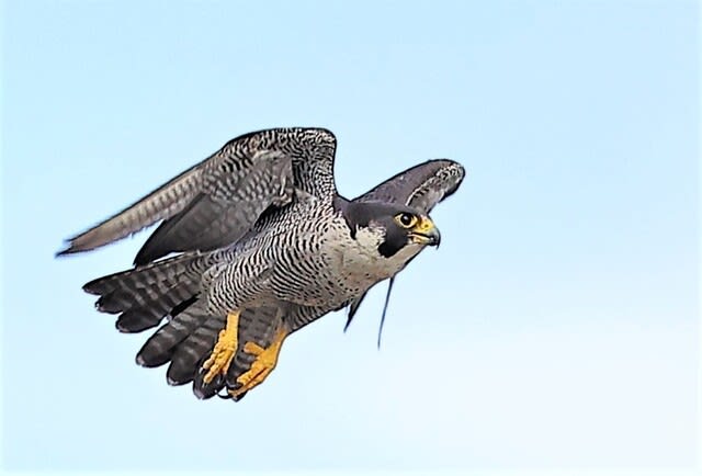 ハヤブサ 鉄塔上からの飛び出し。 ⑦ - kawasemi blue Ⅱ