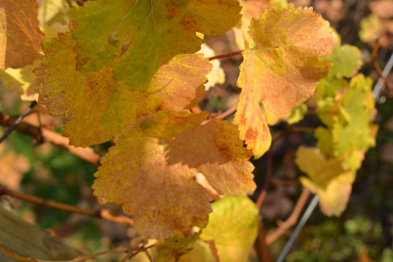 Image_3 Image_3