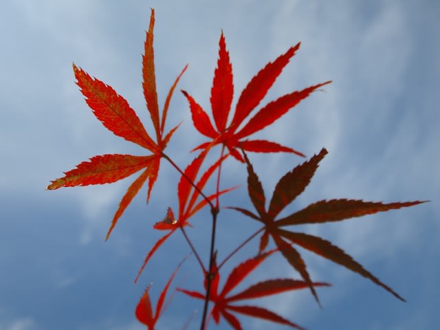 紅葉