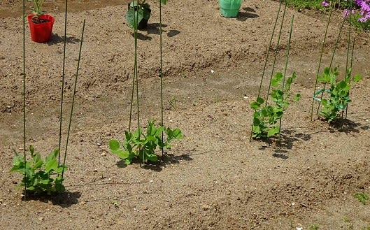 家庭菜園18 １ えんどう豆２種 Koba の庭 春夏秋冬
