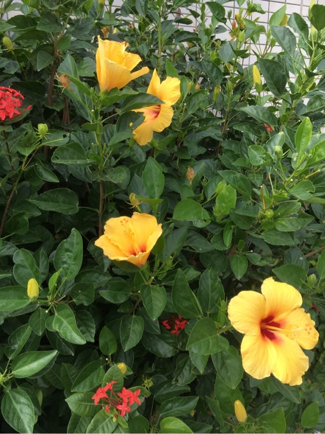 アラマンダの黄色い花 オオバナ アリアケカズラ 北の大地で生きているだけで丸儲け