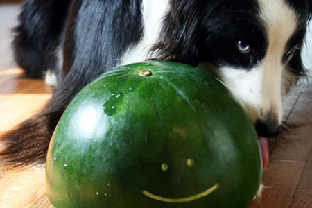 bordercollie_ボーダーコリー