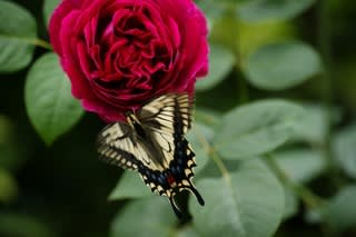 世界の文化と日本の文化 ドナルド キーン 熟年の文化徒然雑記帳