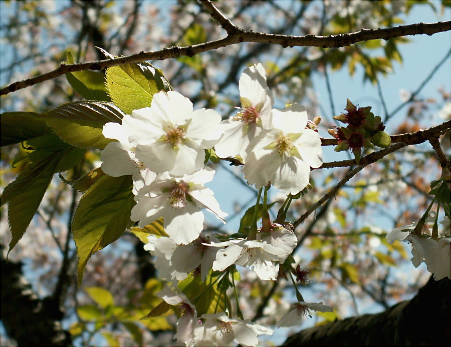 白の一重桜 薄墨 花の公園 俳句 ｉｎｇ