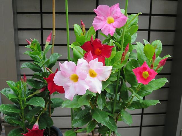 マンデビラ 家 春夏秋冬 花 Mikio