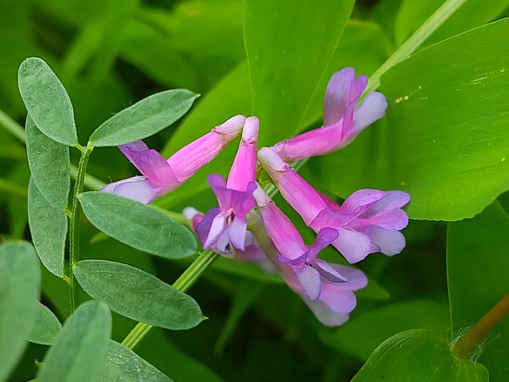 クサフジバカマ 花の名前