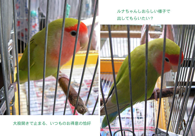 https://blogimg.goo.ne.jp/user_image/29/0c/3229eb9e7c5b06e8e336b46510333fea.jpg