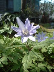 いちりん草です