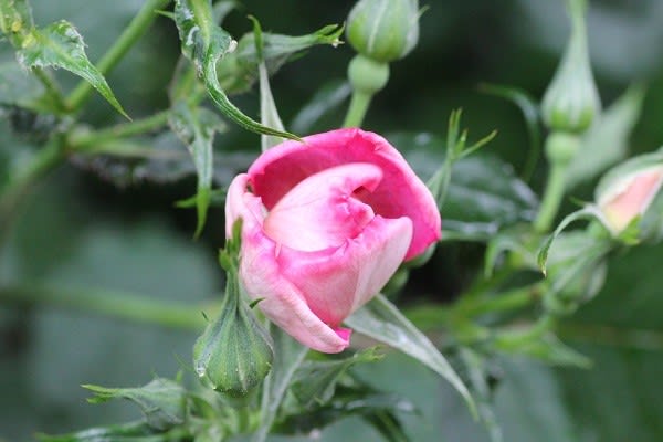 ルブランの蕾 薔薇と草花の日記