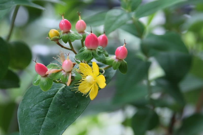 我が家の5月の花 7 ヒペリカム アンドロサエマムのピンクの実 サツキ 蜂 ブルベリーの実 枝垂れ梅の実 オダマキ 紫蘭 金沢から発信のブログ 風景と花と鳥など