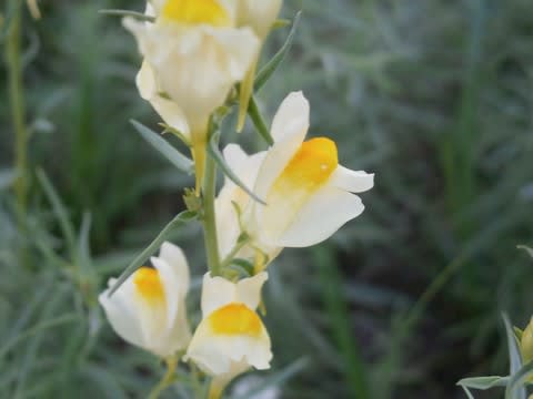 ホソバウンランの季節 花言葉は 喜びも悲しみも On My Way