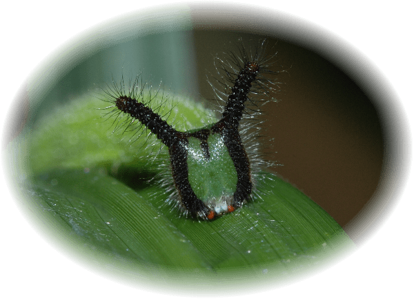 可愛いクロコノマチョウ幼虫 タテハチョウ科 ゆめこが虫を撮る