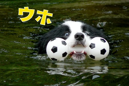 bordercollie_ボーダーコリー