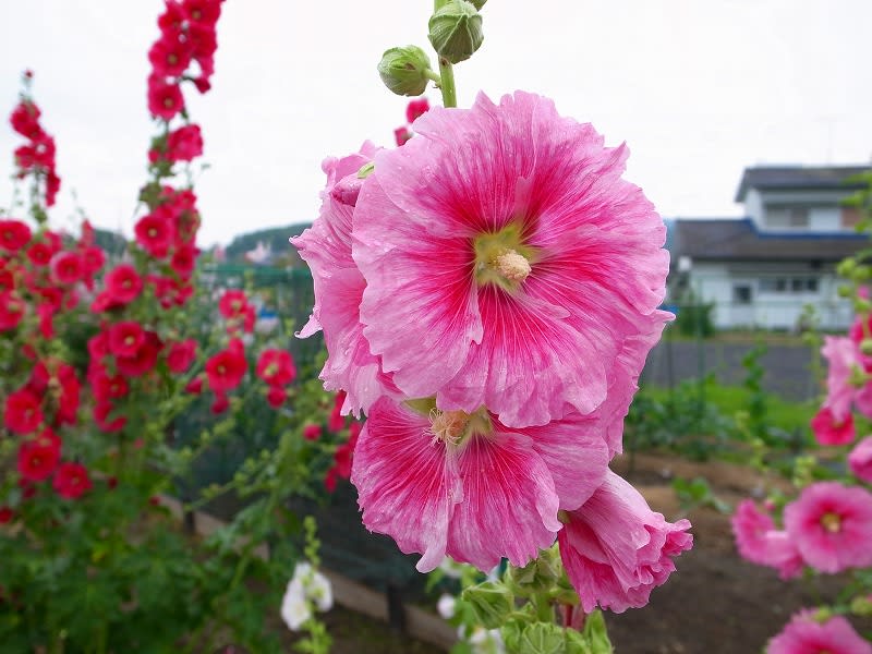 6月に咲く花はアジサイだけじゃない「タチアオイ」 - 毎日更新 ...