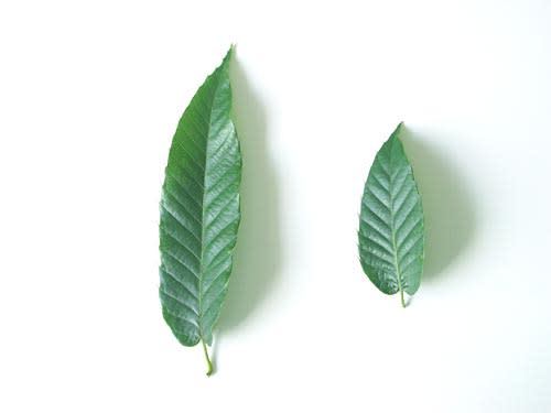 栗の葉 折々のひとコマ