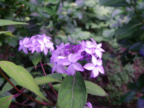 松本市弘長寺の紫陽花　東雲