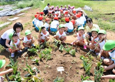 チューリップの球根 かまがや幼稚園 Diary