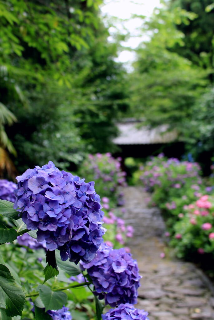 紫陽花の画像