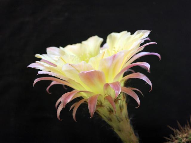 ビツルマル 家 春夏秋冬 花 Mikio