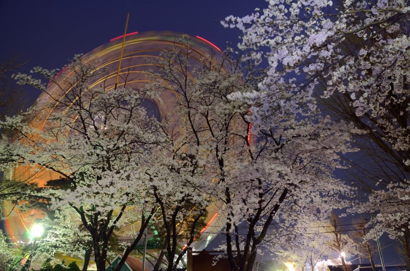 華蔵寺公園の夜桜見物 ひょこひょこ散歩みち