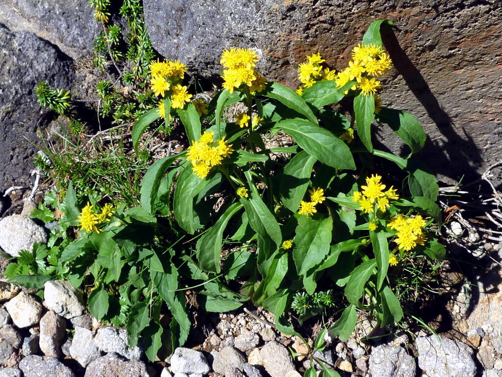 山の秋の花の画像