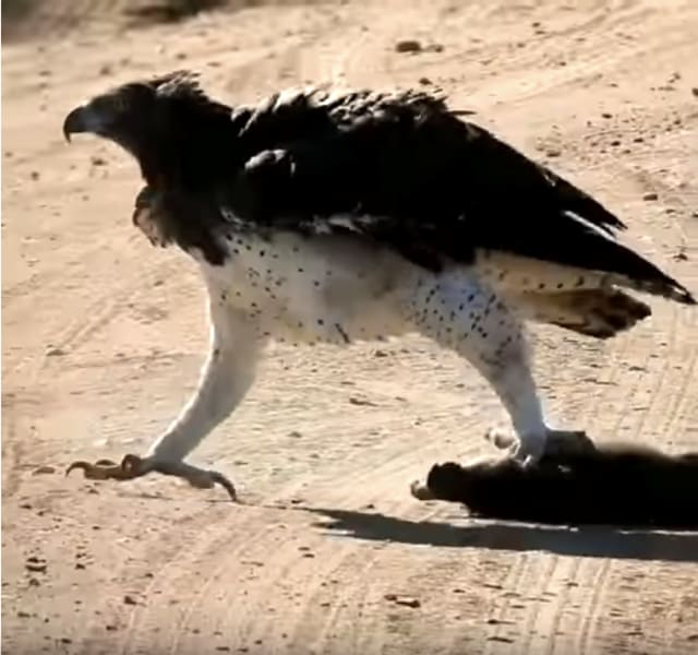 Hazard Lab 1月12日06 30分 干支のイノシシvsワシ 激闘を制した勝者は 南アフリカ 動画 森羅万象 考える葦 インターネットは一つの小宇宙 想像 時には妄想まで翼を広げていきたい