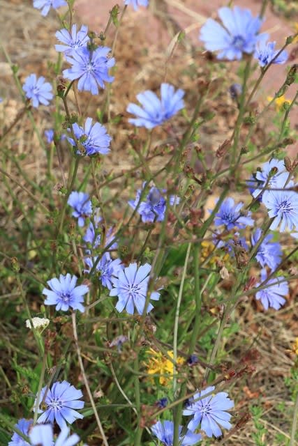 あまり知られていない素敵なブルーの花 チコリ の苗を購入 野菜のチコリ 小さな庭の小さな幸せ チャッピーのバラ庭より