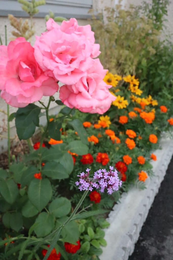 コミュニティーセンターの薔薇と新しい寄せ植え - お庭がなくても薔薇に囲まれて暮らしたい！