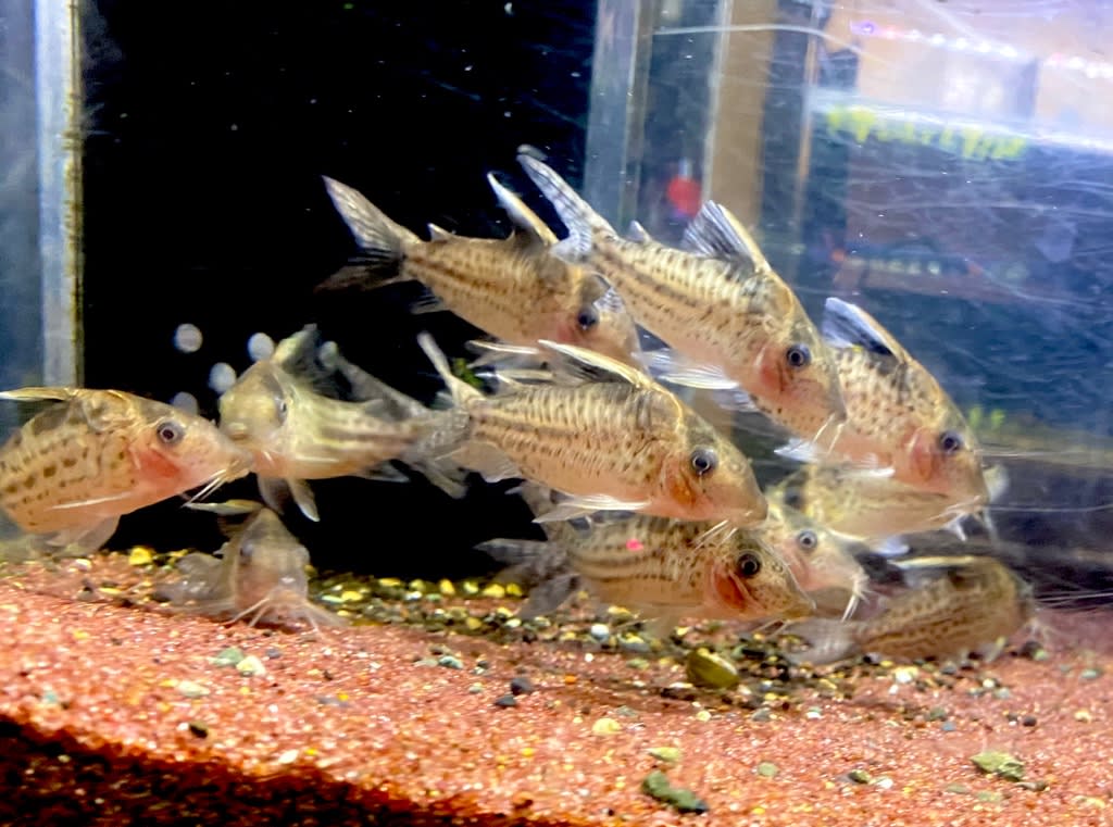 大きめコリドラス 熱帯魚店モンスターアクアリウム 川口店 買取販売情報 大きめコリドラス 熱帯魚店モンスターアクアリウム 川口店 買取販売情報