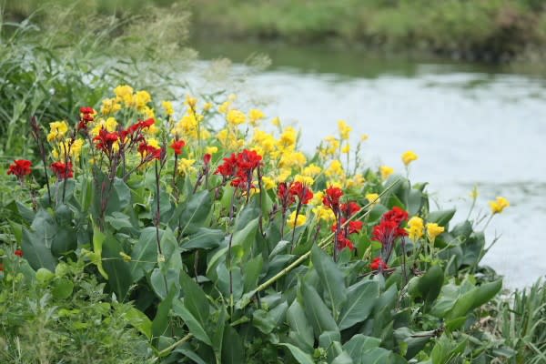 カンナ 赤 命の再生を象徴する花は8月16日の誕生花 Aiグッチ のつぶやき