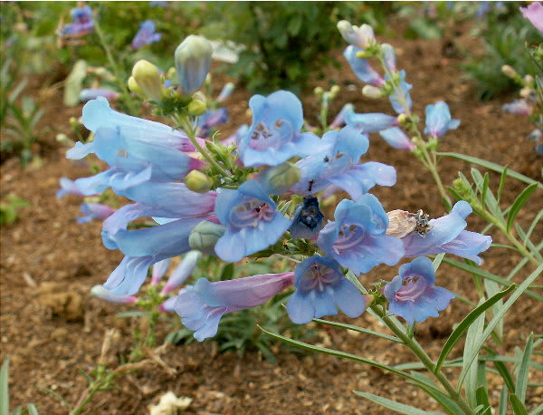 爽やかなスカイブルーのペンステモン 花の公園 俳句 ｉｎｇ