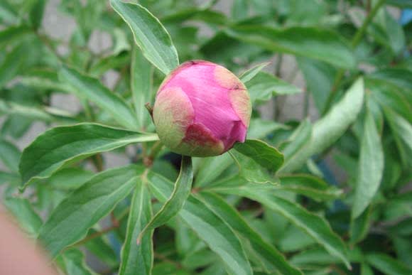 肥後芍薬 日々好日