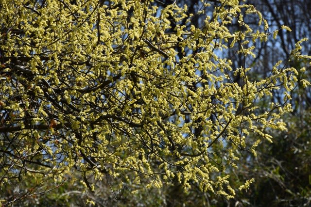 3月下旬 木の黄色花 行く川の流れ
