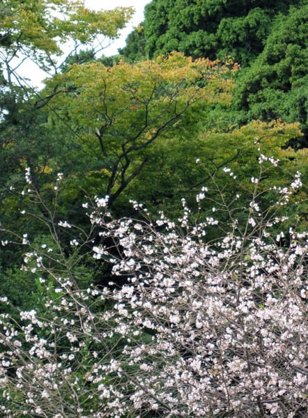 季節外れの桜