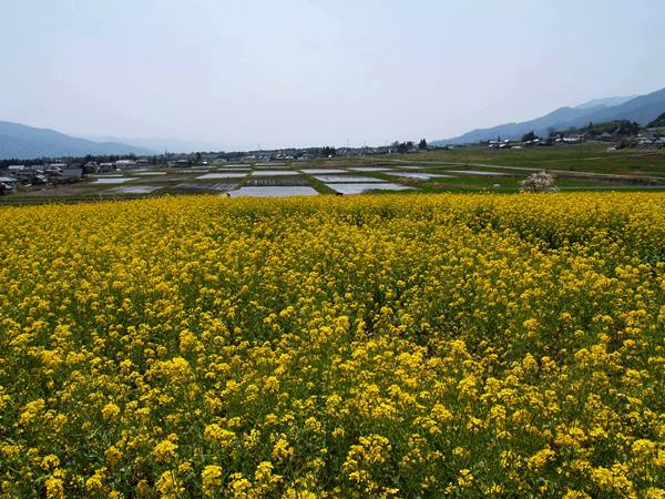 長野県の棚田巡り 宮田村の お花畑 日本の棚田