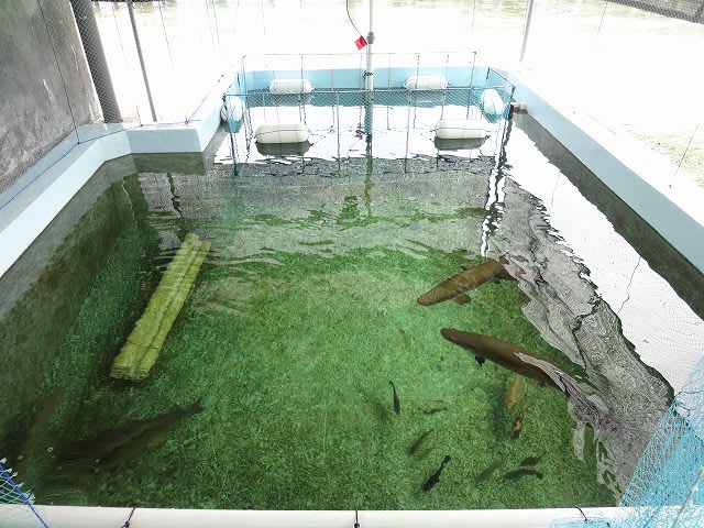 ピラルク飼育 餌やり 大型魚飼育 In 神秘の国インドネシア